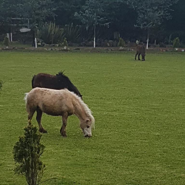 Rancho San Antonio Huasca de Ocampo Bagian luar foto